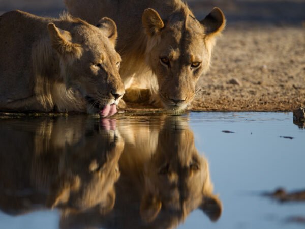 East Africa Grand Tour (Kenya-Tanzania-Uganda)