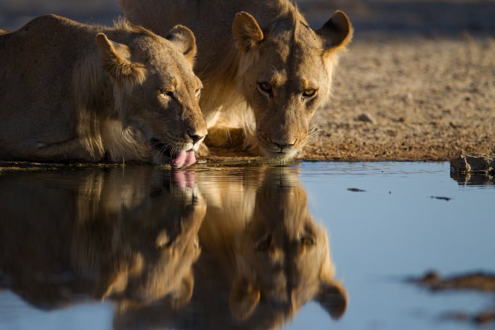 East Africa Grand Tour (Kenya-Tanzania-Uganda)