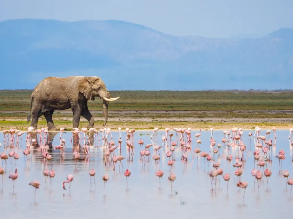 Lake Nakuru & Naivasha Weekend