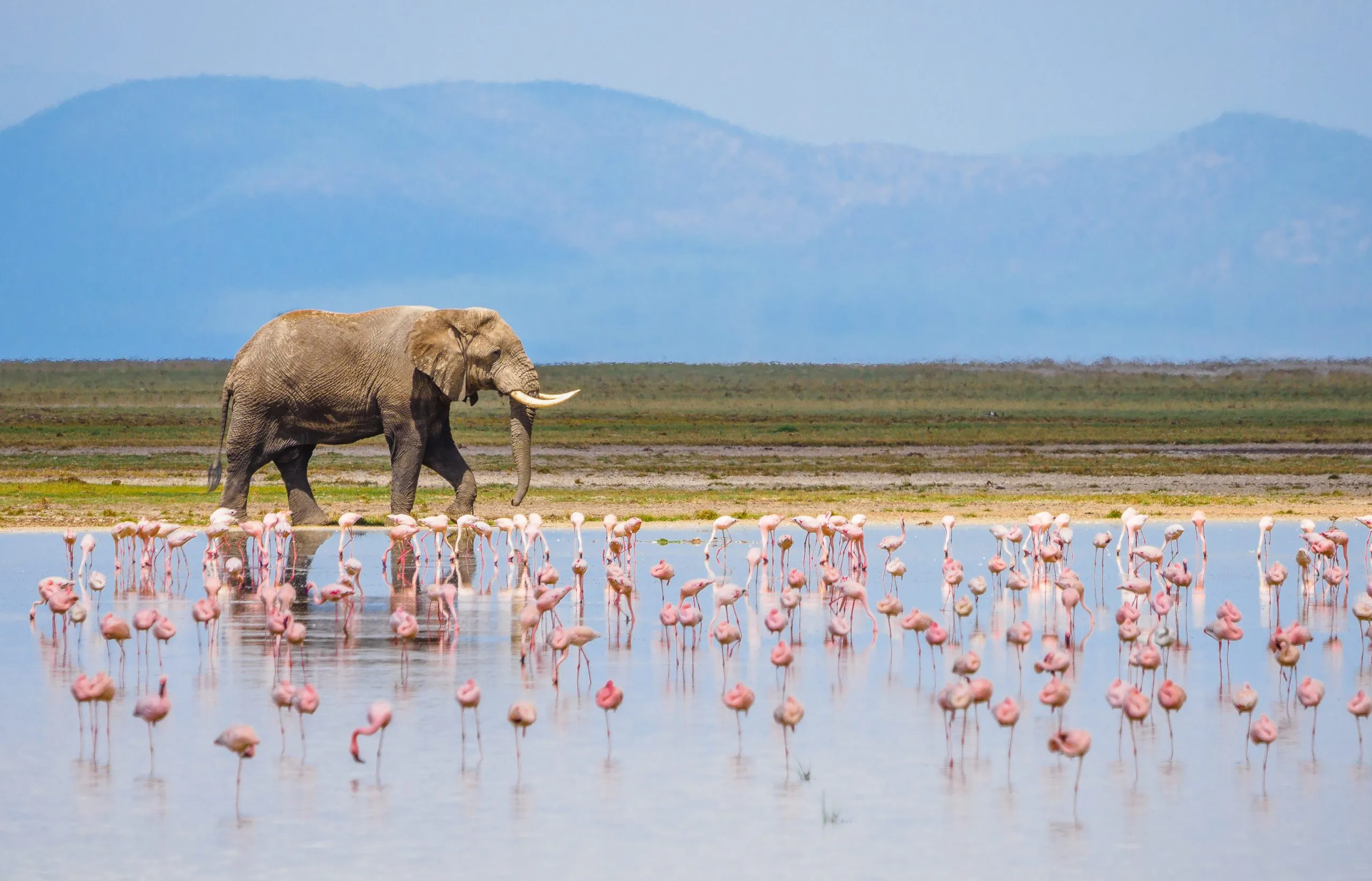 Lake Nakuru & Naivasha Weekend
