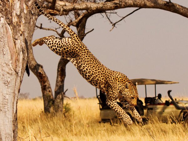 Akagera Big Five Safari