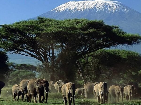 Amboseli & Kilimanjaro Views