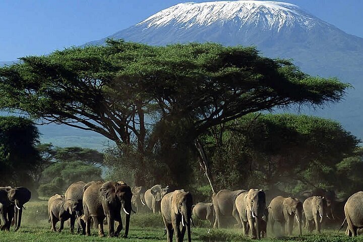 Amboseli & Kilimanjaro Views