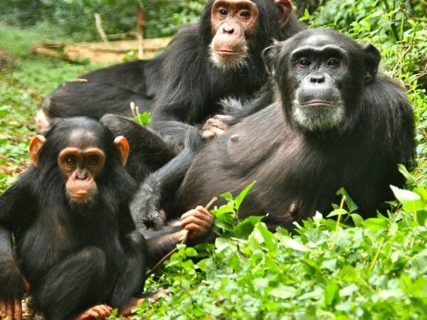 Kibale Chimpanzee & Forest Trek