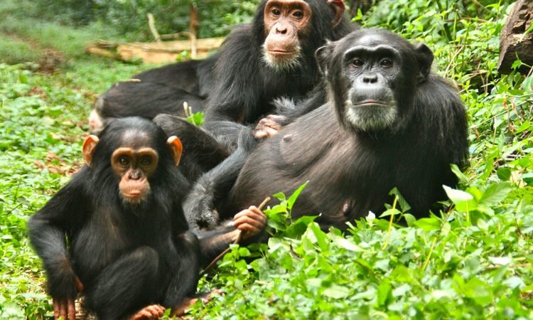 Kibale Chimpanzee & Forest Trek