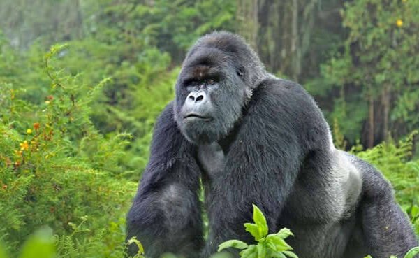 Uganda Gorillas & Kenya Wildlife