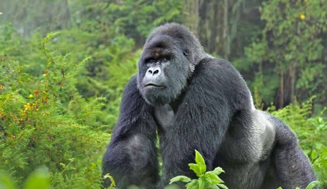 Uganda Gorillas & Kenya Wildlife