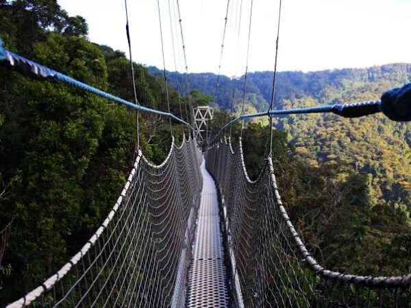 Nyungwe Chimpanzee & Canopy Walk