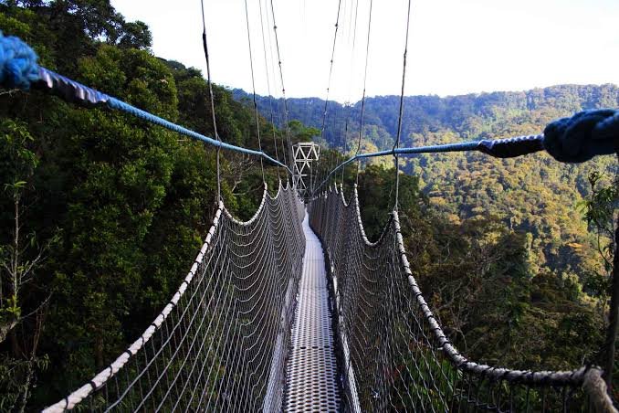 Nyungwe Chimpanzee & Canopy Walk