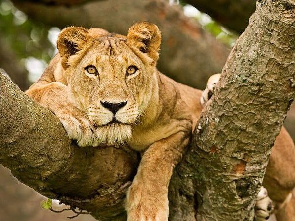 Queen Elizabeth NP Wildlife Safari