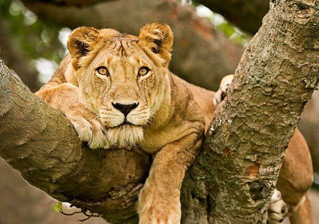 Queen Elizabeth NP Wildlife Safari