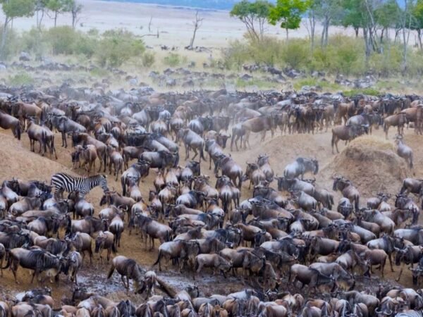 Serengeti Great Migration Safari