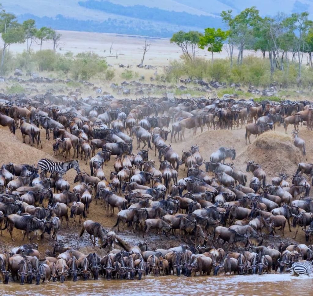 Serengeti Great Migration Safari