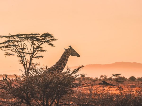 Tanzania Safari & Zanzibar Beach