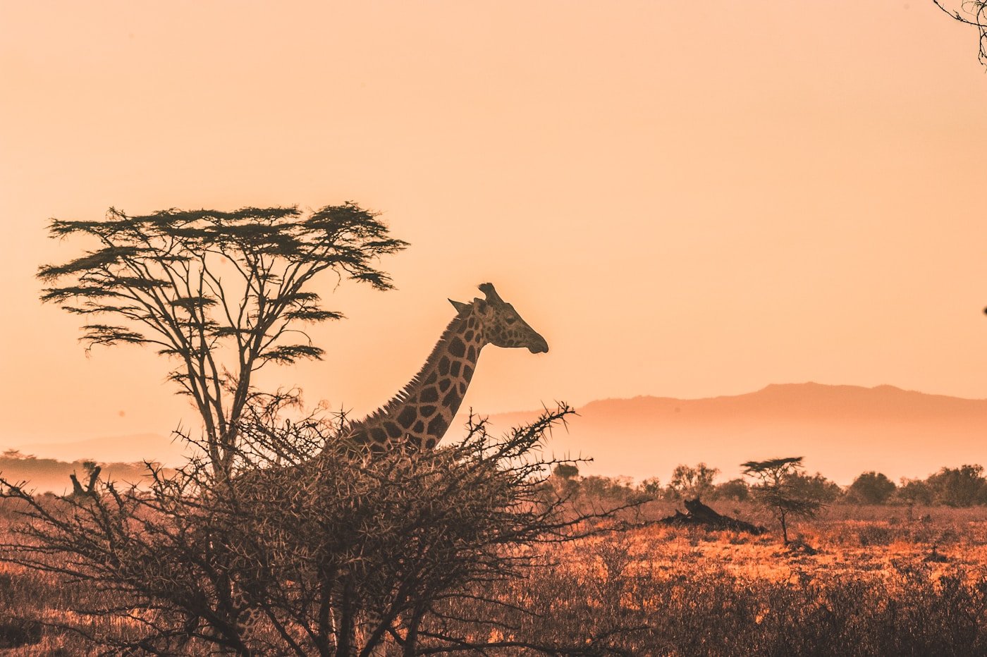Tanzania Safari & Zanzibar Beach